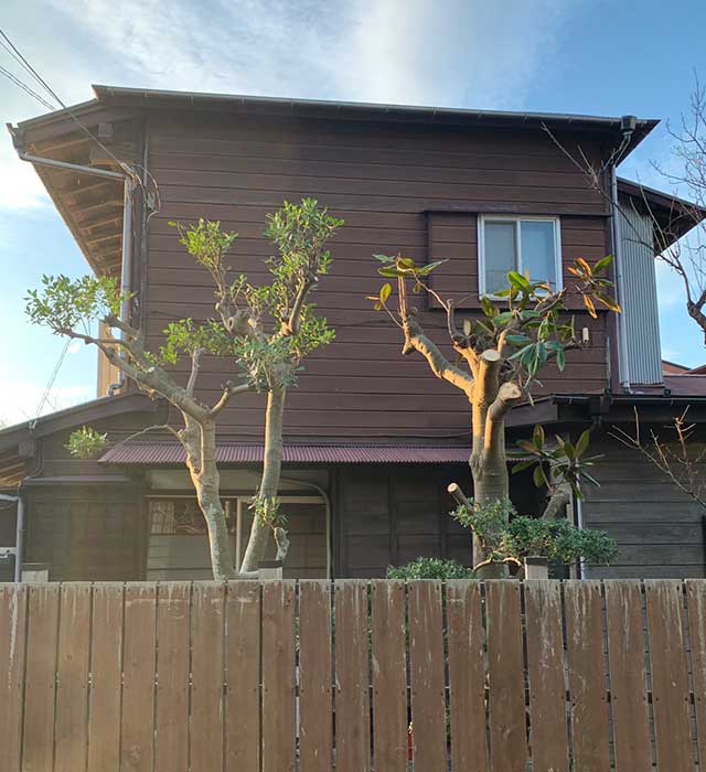 大きな木の剪定